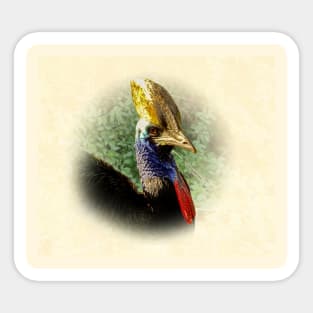 Southern cassowary Sticker